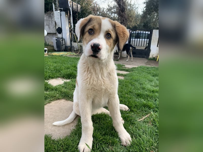 Alfred - in Berlin auf Pflegestelle