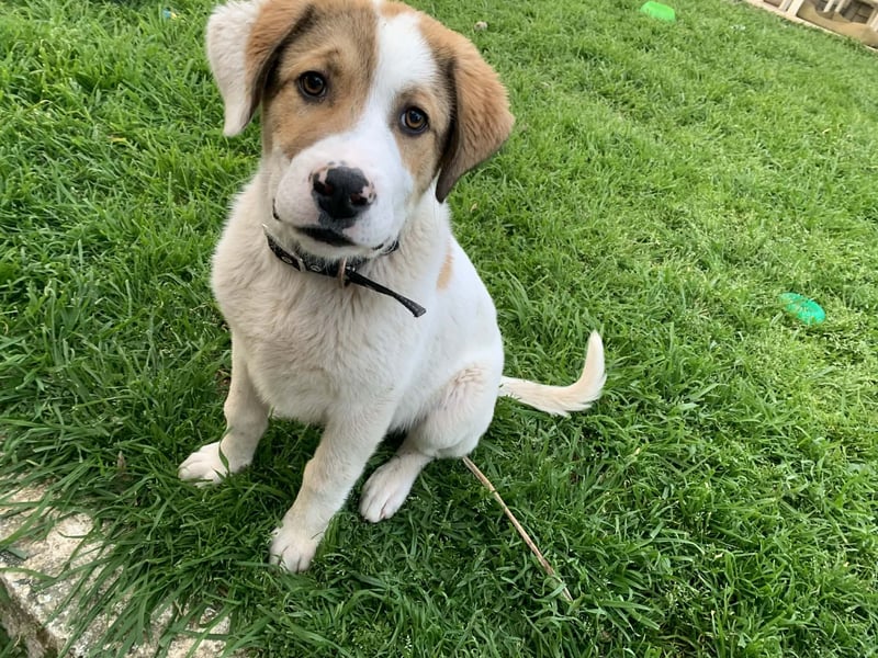 Alfred- in Berlin auf Pflegestelle