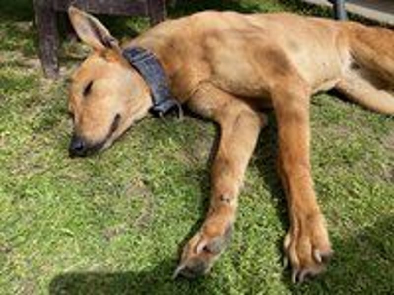 Callou sucht ein Zuhause