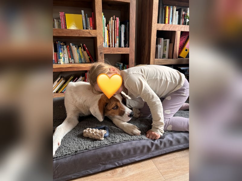 Alfred - in Berlin auf Pflegestelle