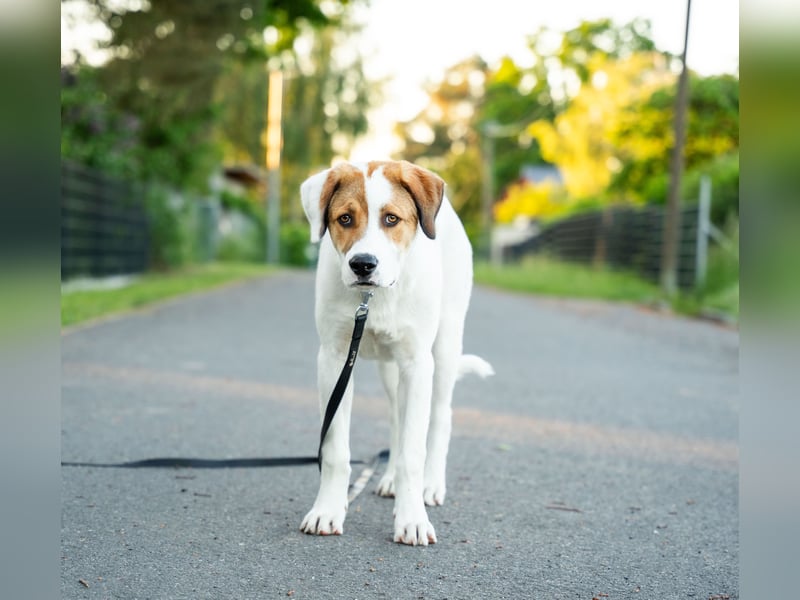 Alfred - in Berlin auf Pflegestelle