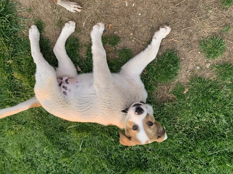 Alfred - in Berlin auf Pflegestelle