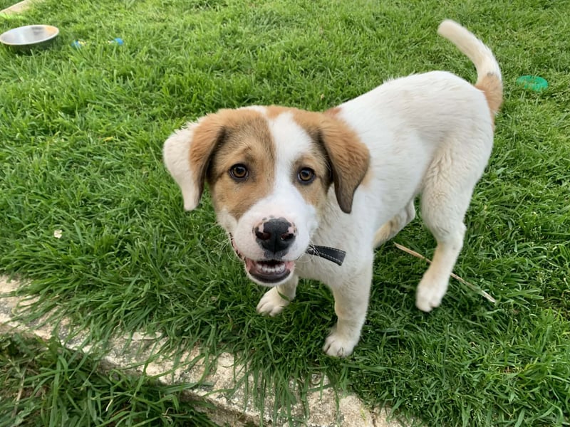 Alfred - in Berlin auf Pflegestelle