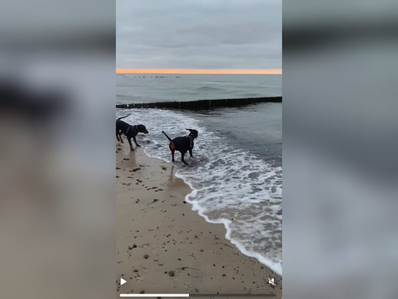 Belle – super tolle Hündin für super tolles Zuhause mit Herz & Bewegung