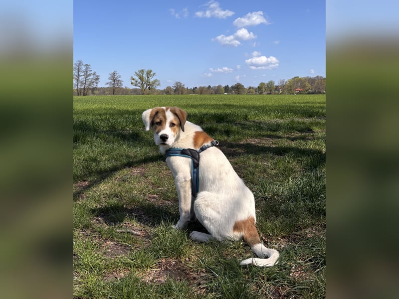 Alfred - in Berlin auf Pflegestelle