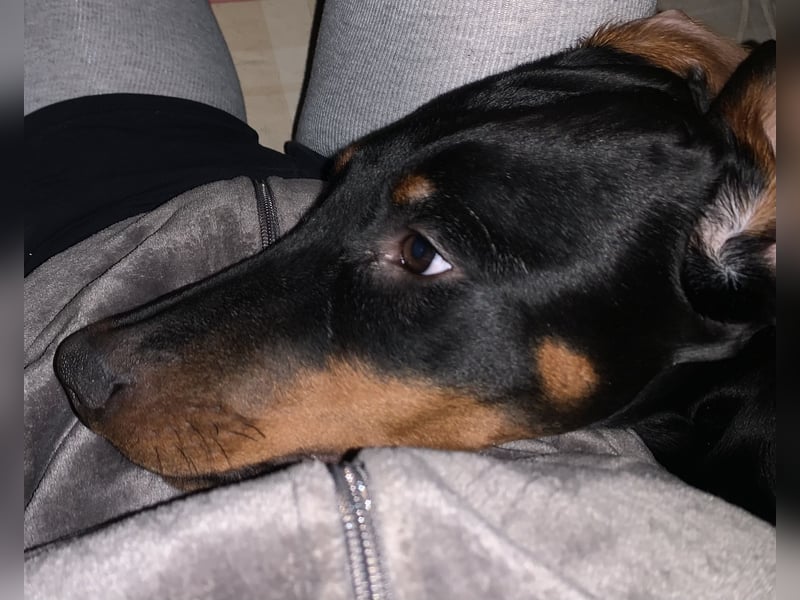 Belle – super tolle Hündin für super tolles Zuhause mit Herz & Bewegung