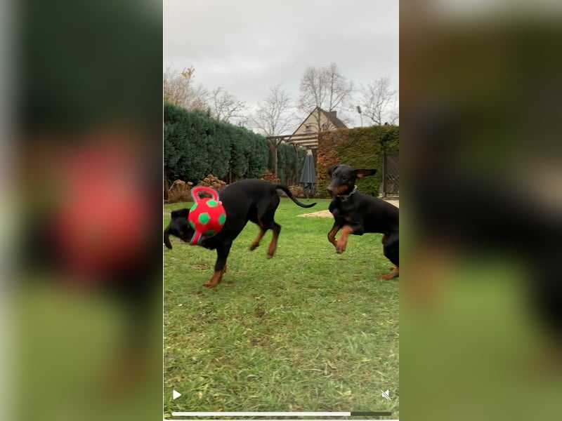 Belle – super tolle Hündin für super tolles Zuhause mit Herz & Bewegung