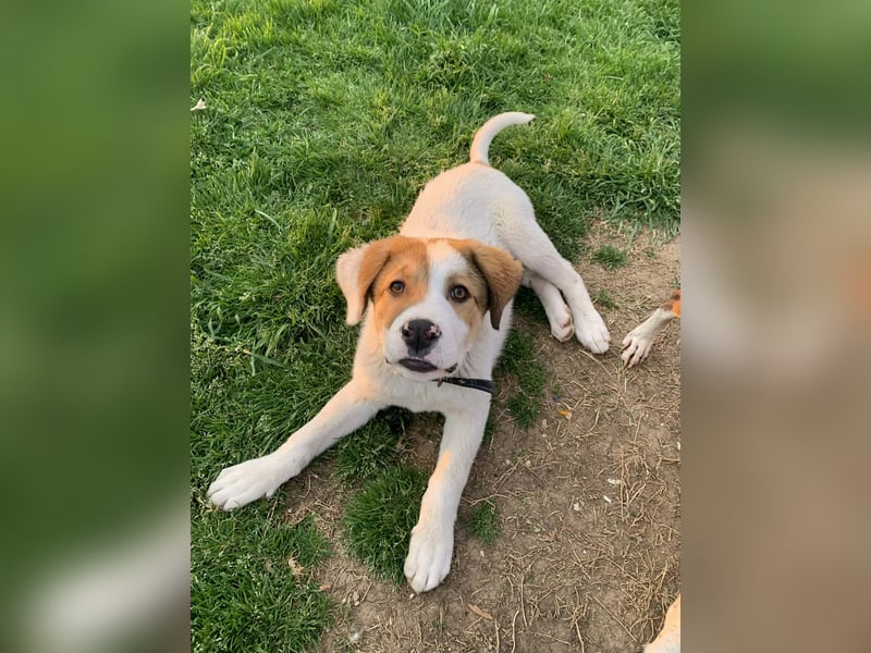 Alfred- in Berlin auf Pflegestelle