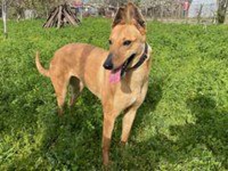 Callou sucht ein Zuhause