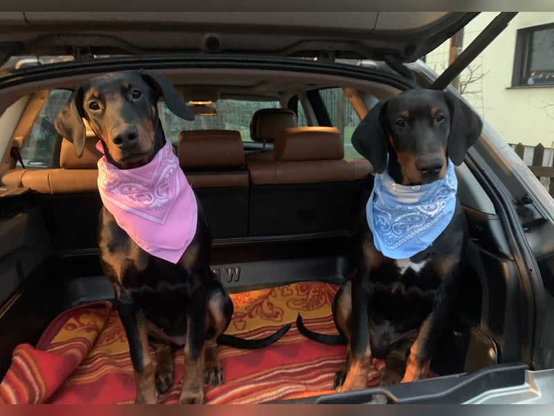 Belle – super tolle Hündin für super tolles Zuhause mit Herz & Bewegung