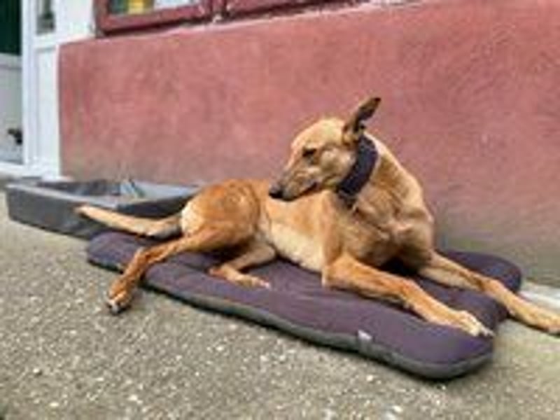 Callou sucht ein Zuhause