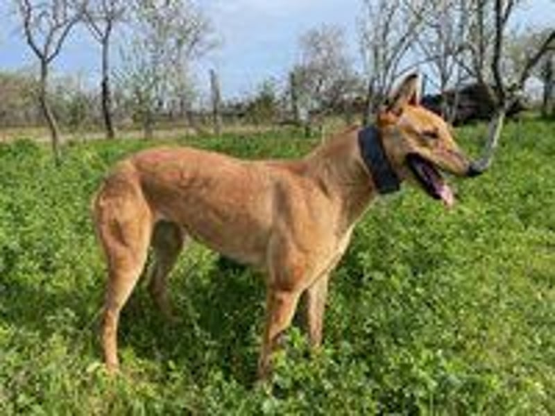 Callou sucht ein Zuhause