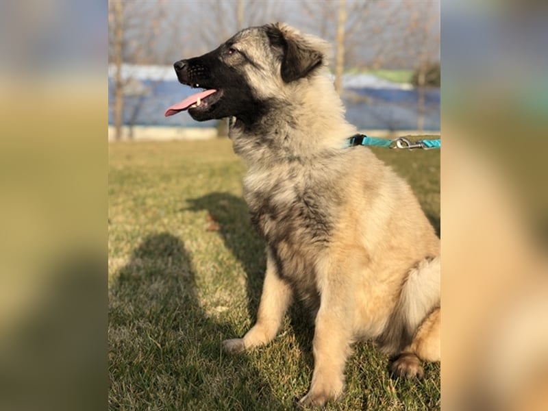 Sasha, eine besondere Hündin sucht ein verständnisvolles Zuhause