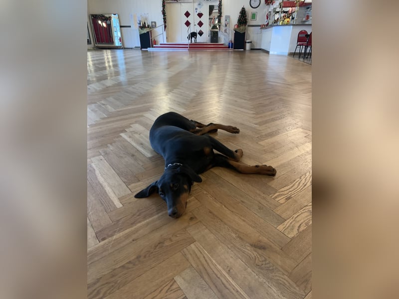 Belle – super tolle Hündin für super tolles Zuhause mit Herz & Bewegung