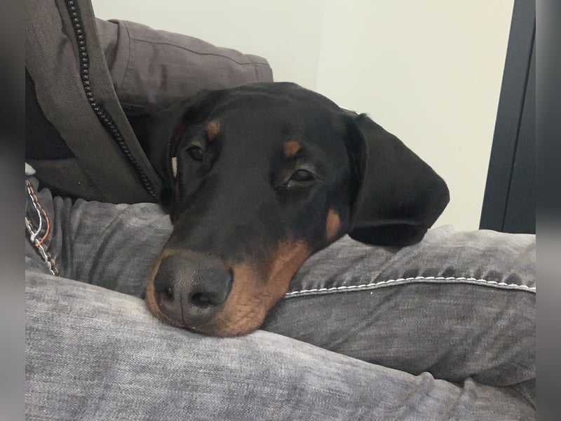 Belle – super tolle Hündin für super tolles Zuhause mit Herz & Bewegung