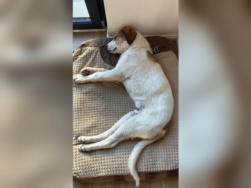 Alfred - in Berlin auf Pflegestelle