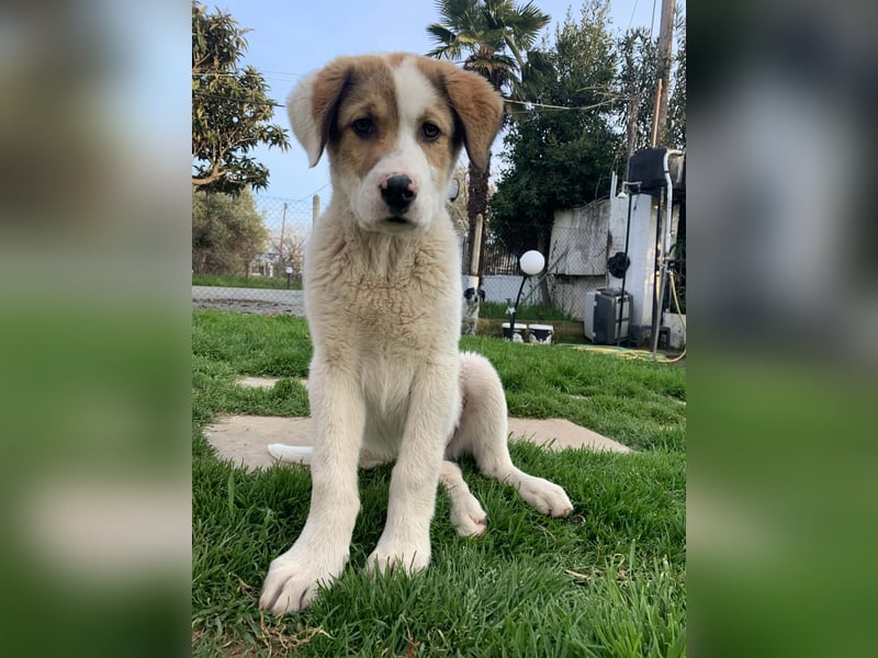 Alfred - in Berlin auf Pflegestelle