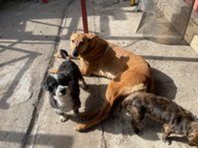 Callou sucht ein Zuhause