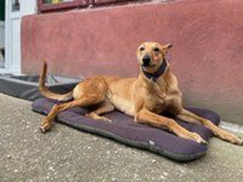 Callou sucht ein Zuhause