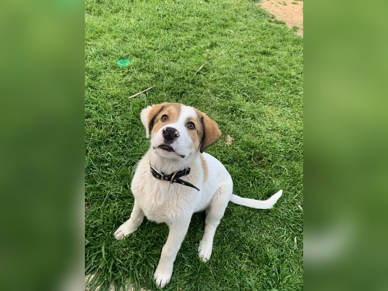 Alfred- in Berlin auf Pflegestelle