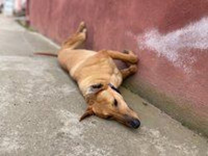 Callou sucht ein Zuhause