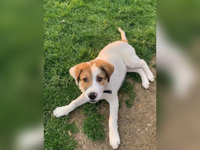 Alfred- in Berlin auf Pflegestelle