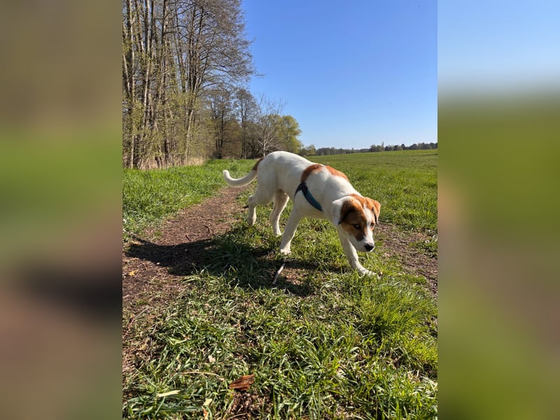 Alfred - in Berlin auf Pflegestelle