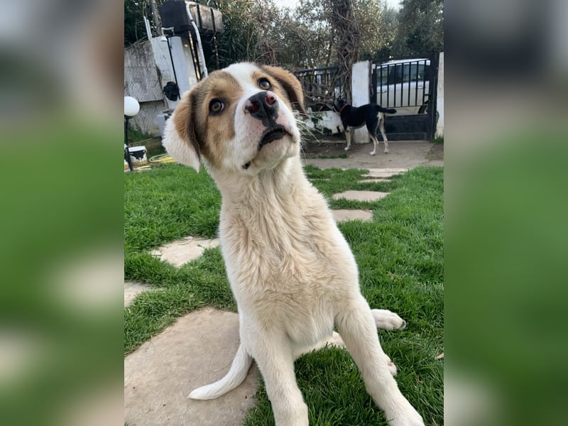 Alfred - in Berlin auf Pflegestelle