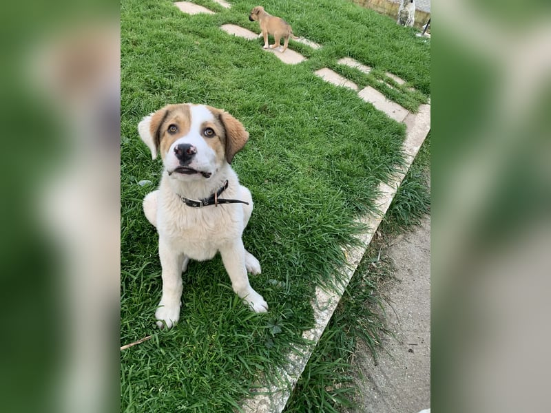 Alfred - in Berlin auf Pflegestelle