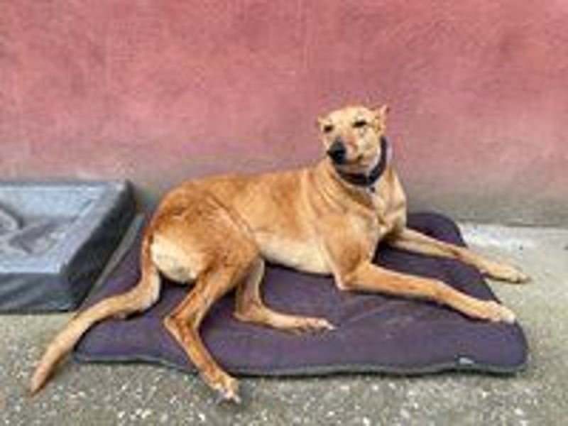 Callou sucht ein Zuhause