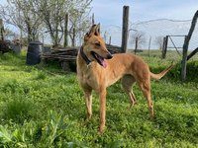 Callou sucht ein Zuhause