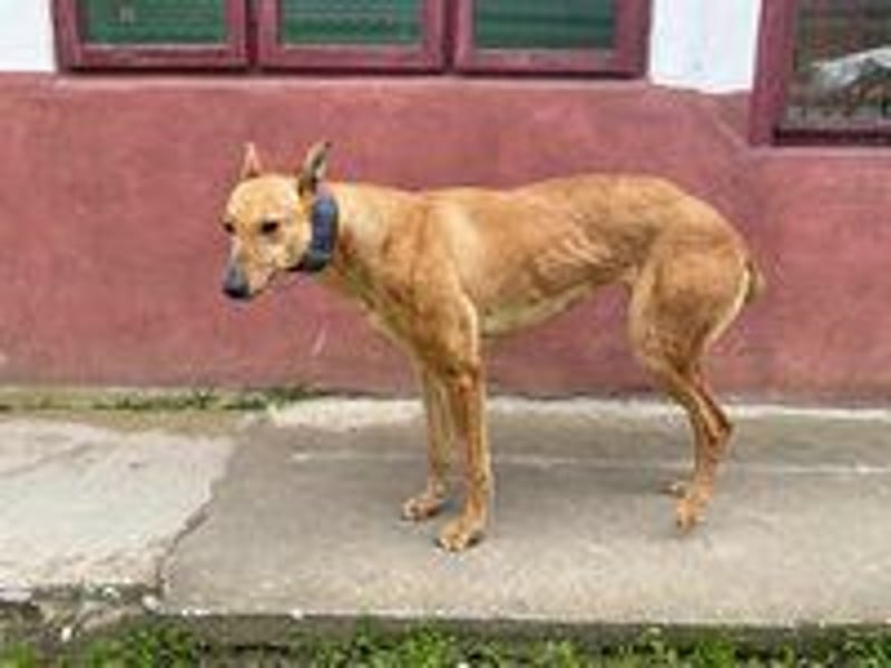 Callou sucht ein Zuhause