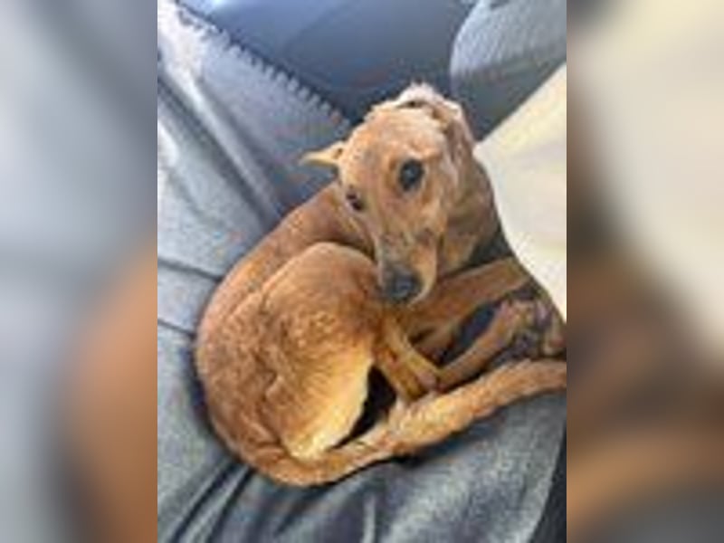 Callou sucht ein Zuhause