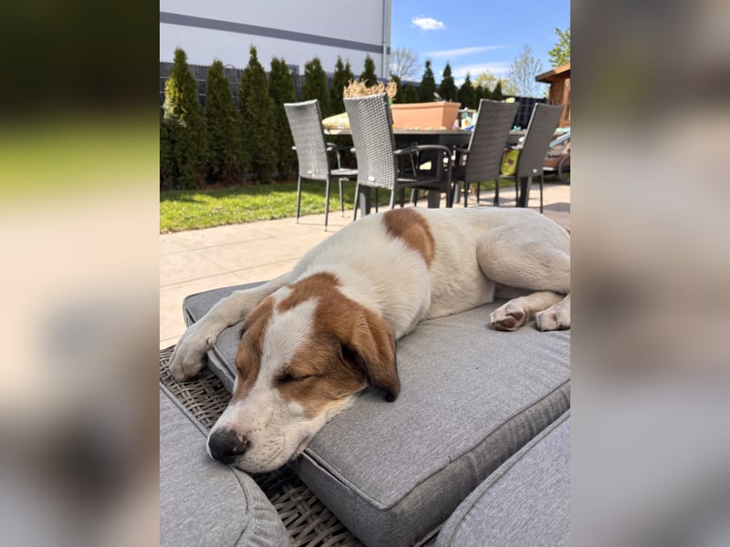 Alfred - in Berlin auf Pflegestelle