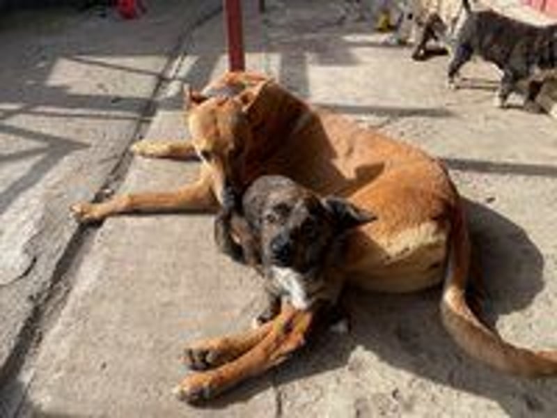 Callou sucht ein Zuhause