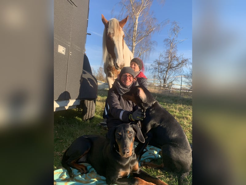 Belle – super tolle Hündin für super tolles Zuhause mit Herz & Bewegung