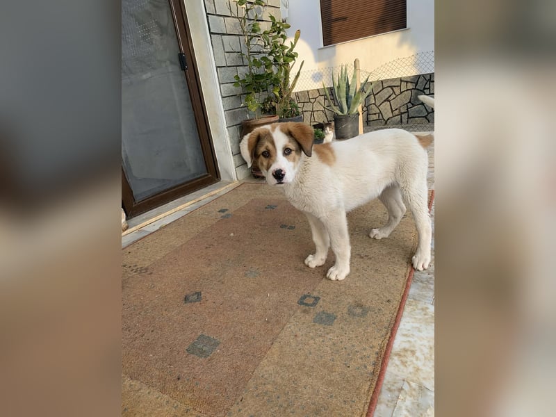 Alfred- in Berlin auf Pflegestelle