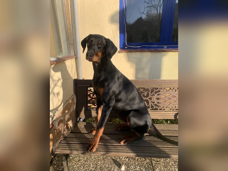 Belle – super tolle Hündin für super tolles Zuhause mit Herz & Bewegung