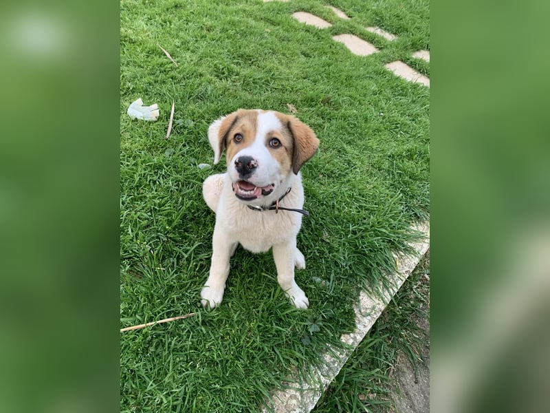 Alfred- in Berlin auf Pflegestelle