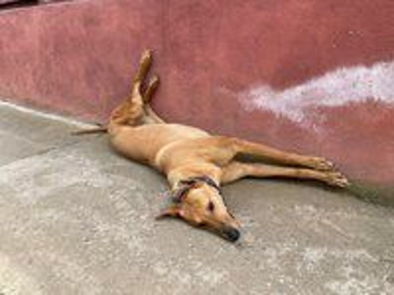 Callou sucht ein Zuhause