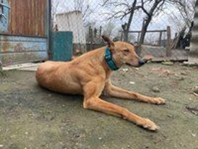 Callou sucht ein Zuhause