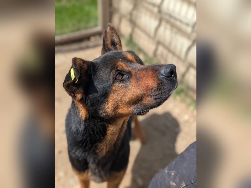 MELLOW - wunderschöne Hündin sucht konsequentes Zuhause