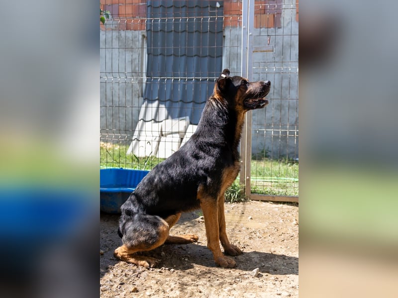 MELLOW - wunderschöne Hündin sucht konsequentes Zuhause