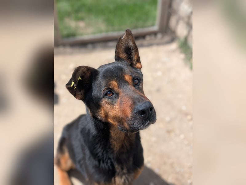 MELLOW - wunderschöne Hündin sucht konsequentes Zuhause