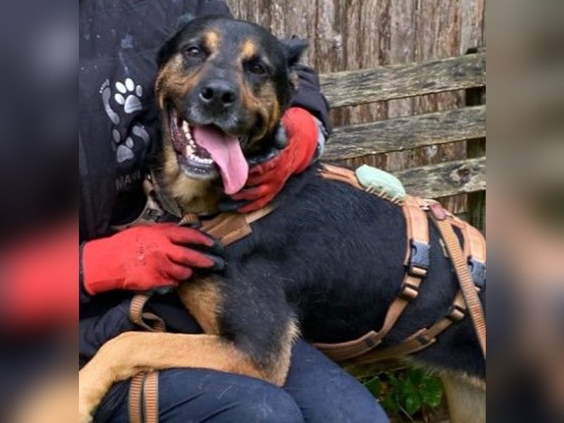 MELLOW - wunderschöne Hündin sucht konsequentes Zuhause