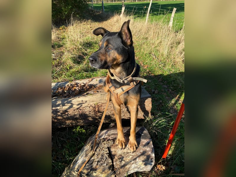 MELLOW - wunderschöne Hündin sucht konsequentes Zuhause