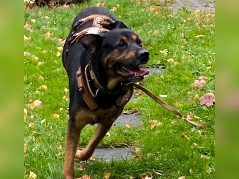 MELLOW - wunderschöne Hündin sucht konsequentes Zuhause