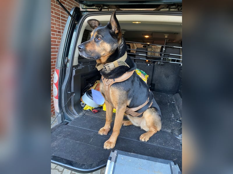 MELLOW - wunderschöne Hündin sucht konsequentes Zuhause