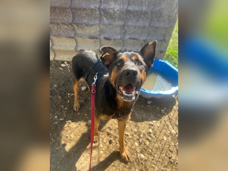 MELLOW - wunderschöne Hündin sucht konsequentes Zuhause