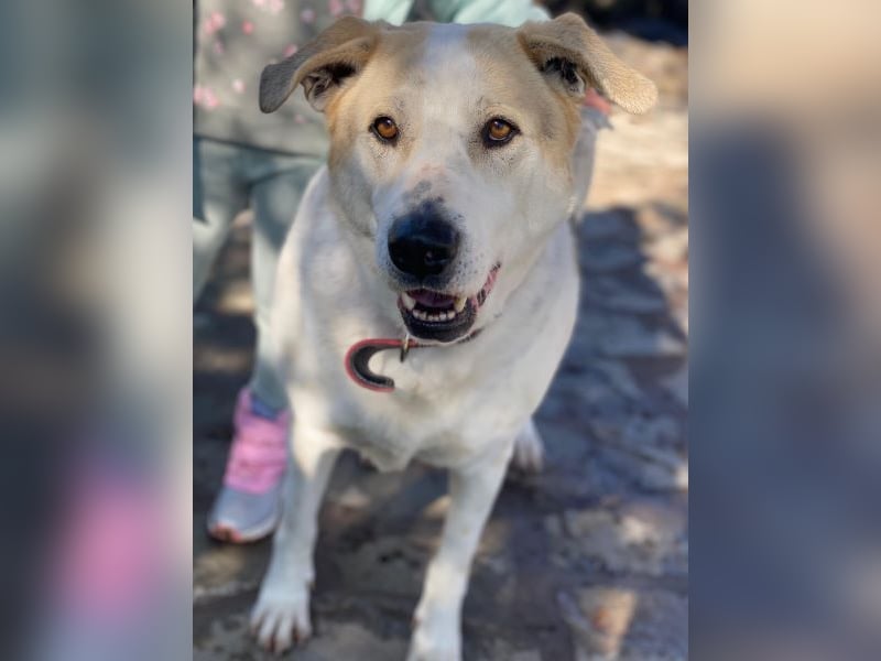 Rango, geb. ca. 01/2020, lebt in GRIECHENLAND, auf einer privaten Pflegestelle